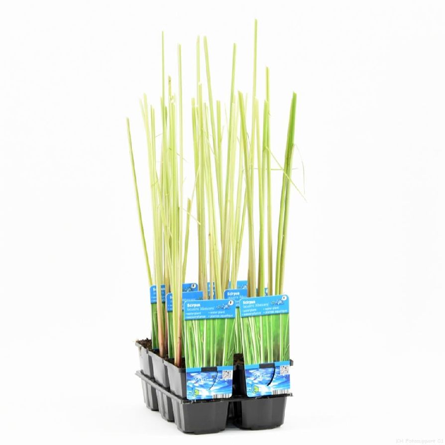 Schoenoplectus l. &