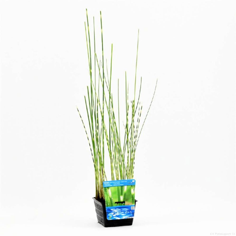 Schoenoplectus t. &