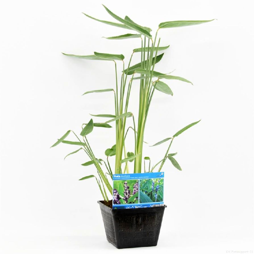 Thalia dealbata i planteringskorg 28x28 cm