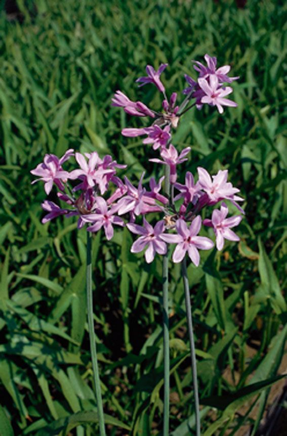 Tulbaghia violacea 9 cm kruka