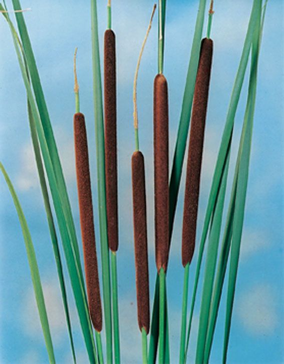 Typha angustifolia 9 cm kruka - Vattenväxt