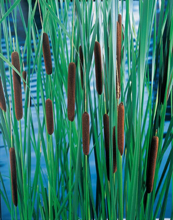 Typha laxmannii - Vattenväxt, 9 cm kruka