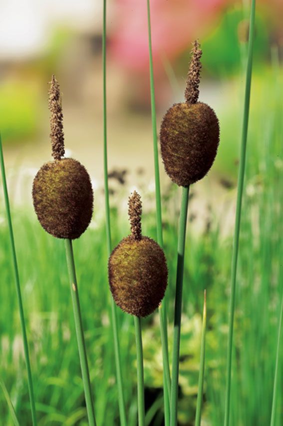 Typha minima dammkorg 18x18 cm