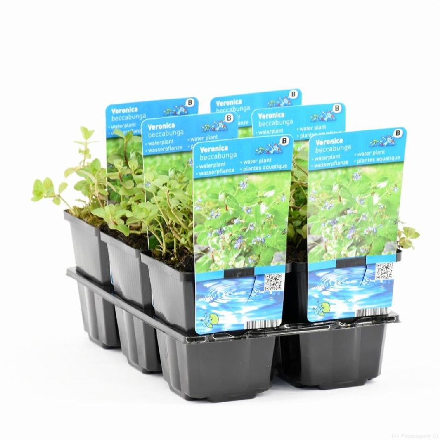 Veronica beccabunga - 9 cm kruka (Vattenväxt)