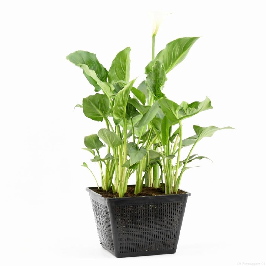 Zantedeschia aethiopica dammkorg 28x28 cm