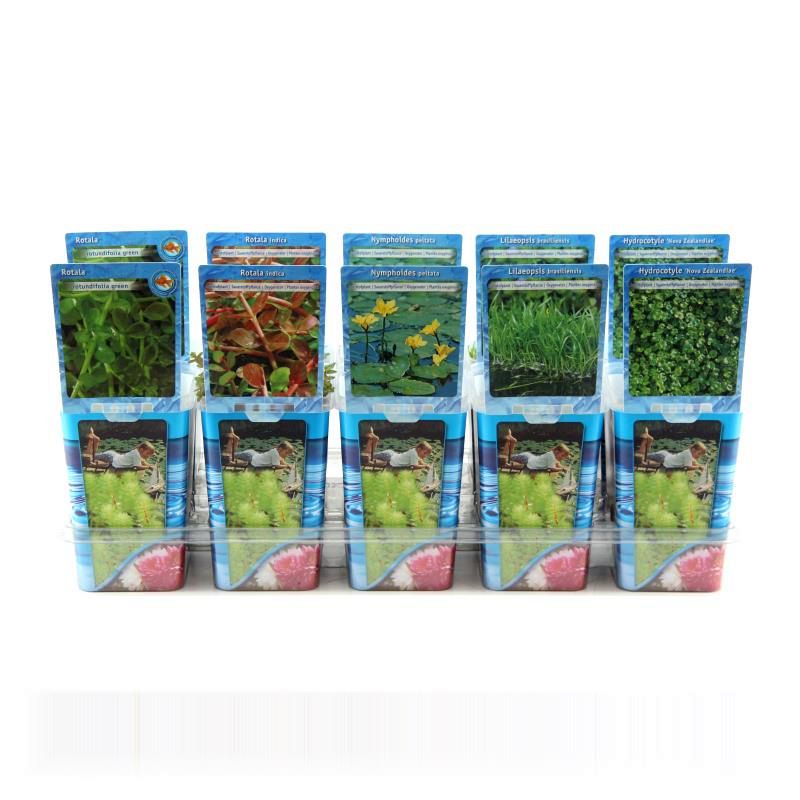 Syreväxter i plastkruka