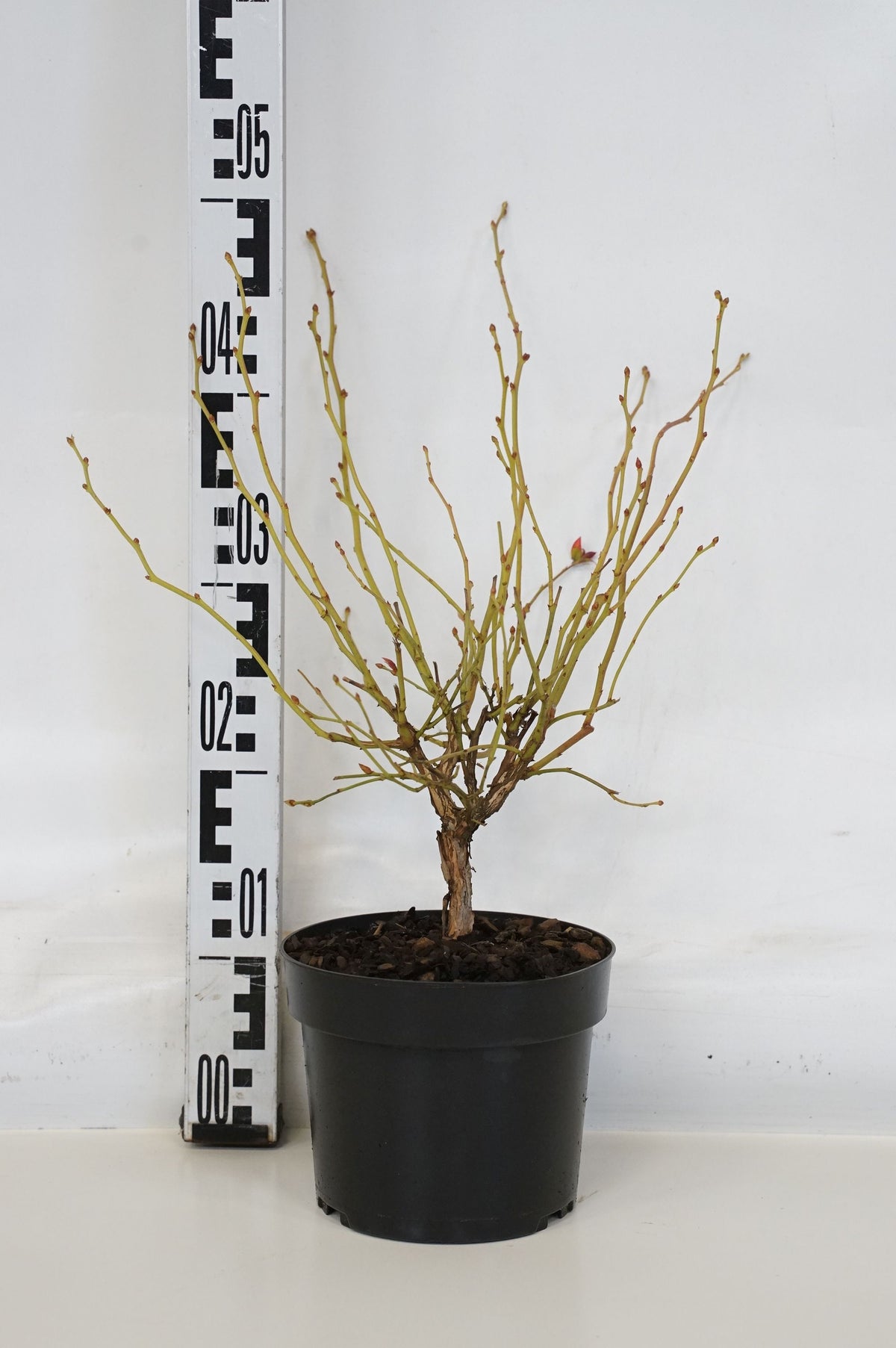 Vaccinium cor. &