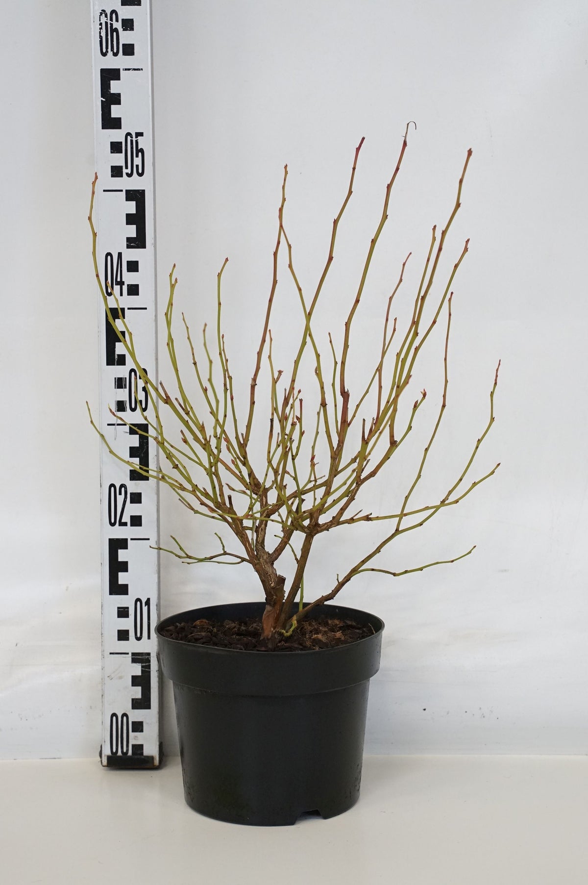 Vaccinium cor. &