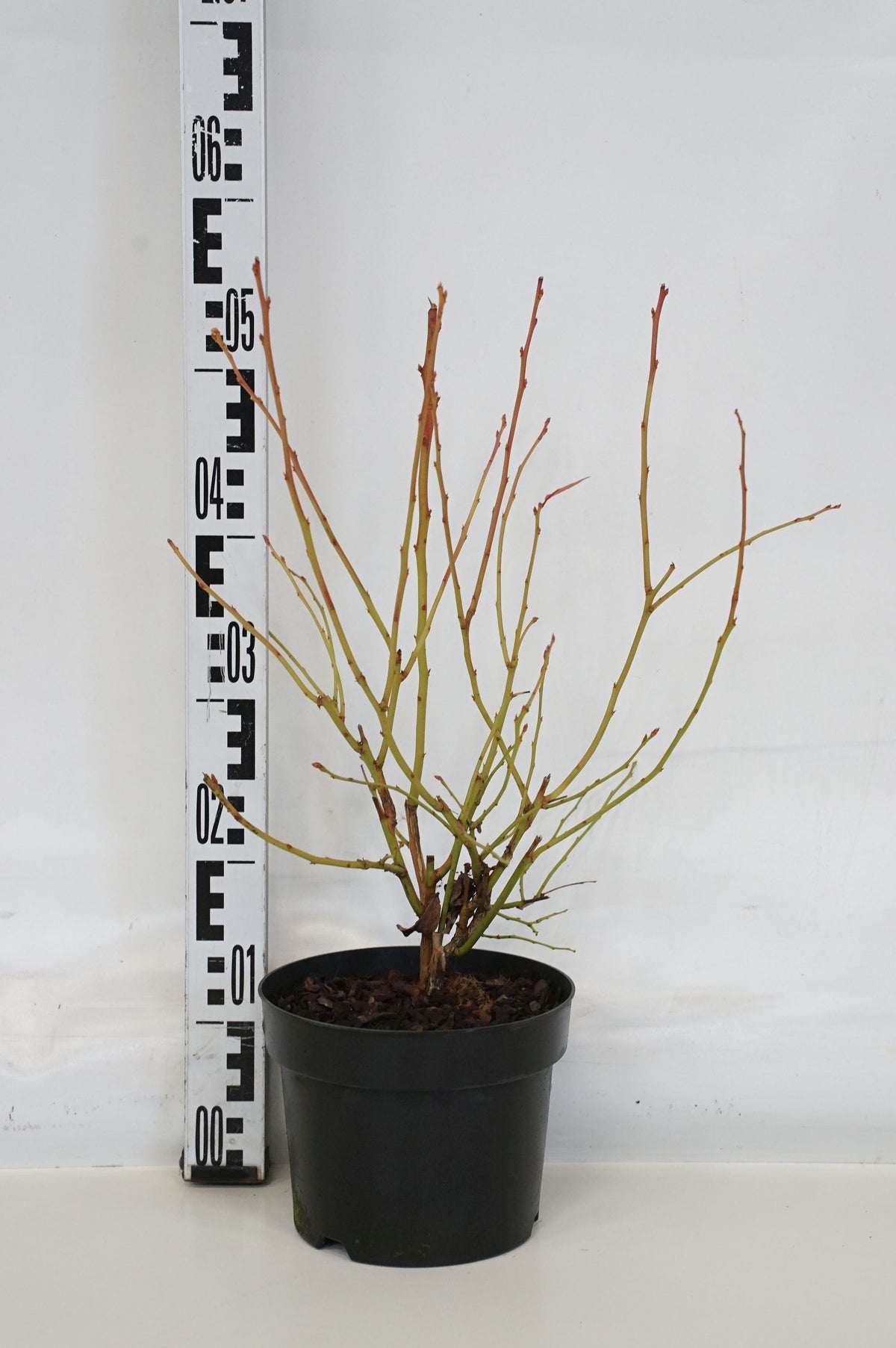 Vaccinium cor. &