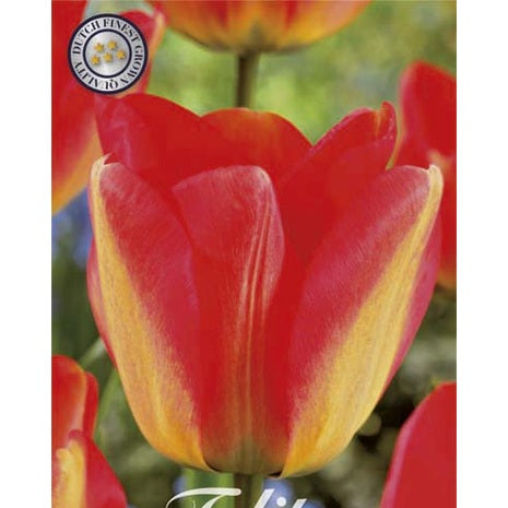 Tulpan Darwin Hybride American Dream 10-pack (NYHET)