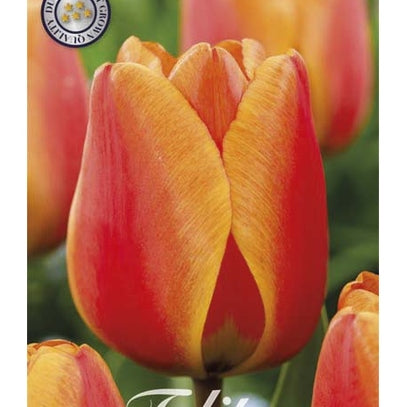 Tulpan Darwin Hybride Apeldoorn Elite 10-pack (NYHET)