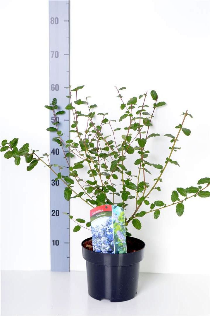 Ceanothus &