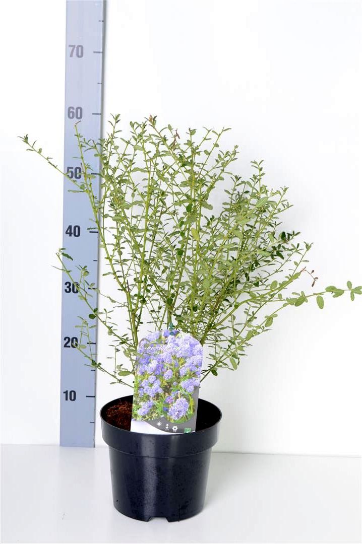 Ceanothus &