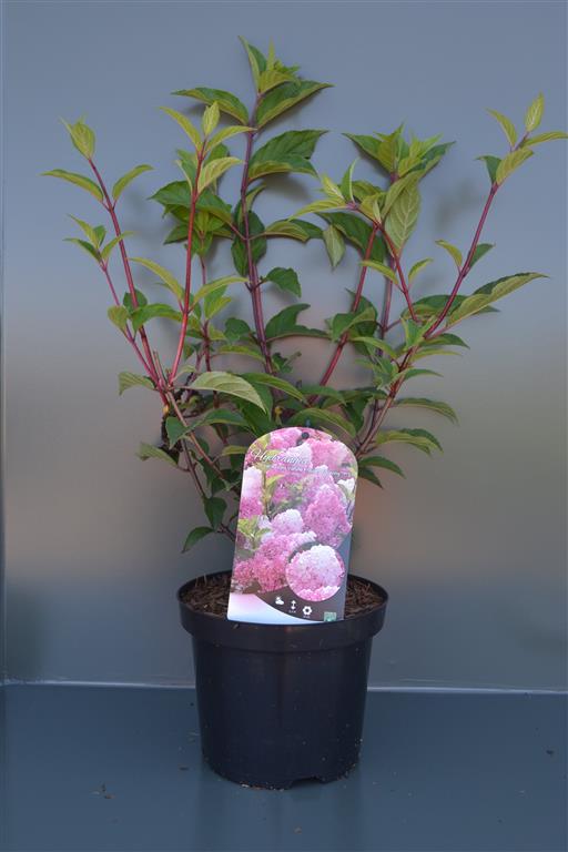 Hydrangea paniculata &