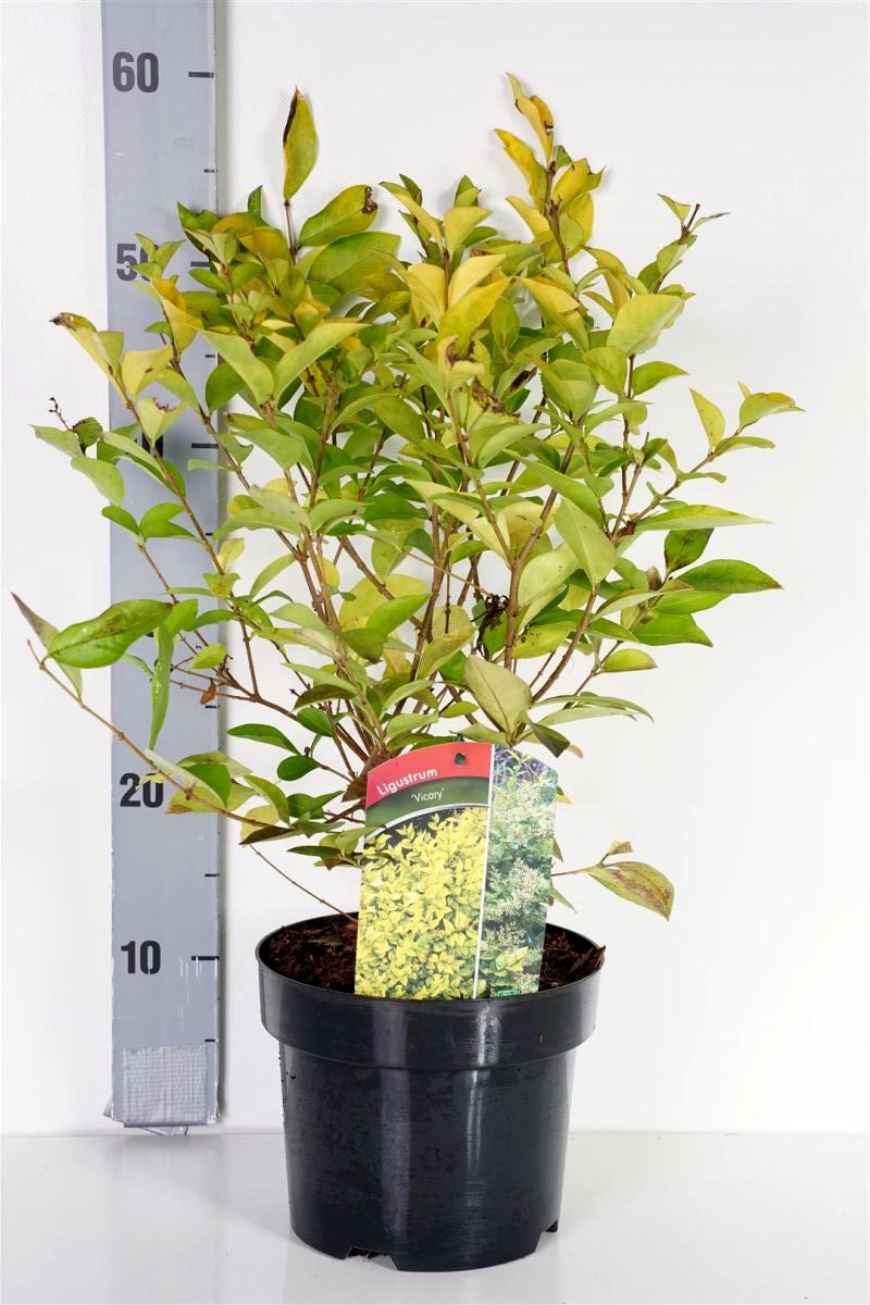 Ligustrum &