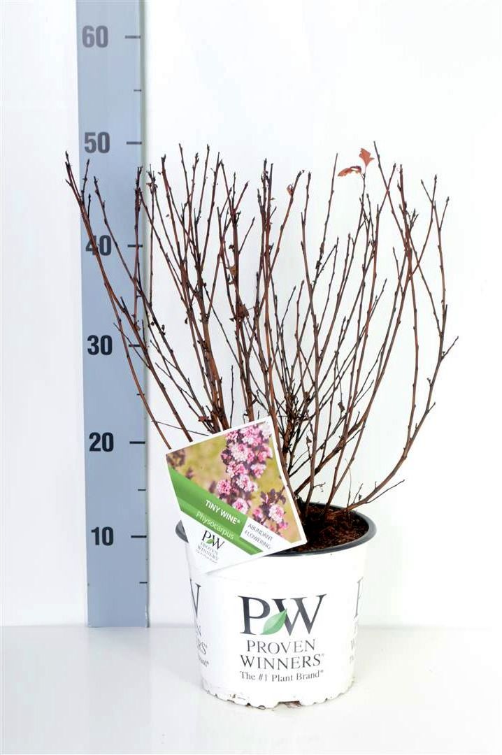 Physocarpus opulifolius &