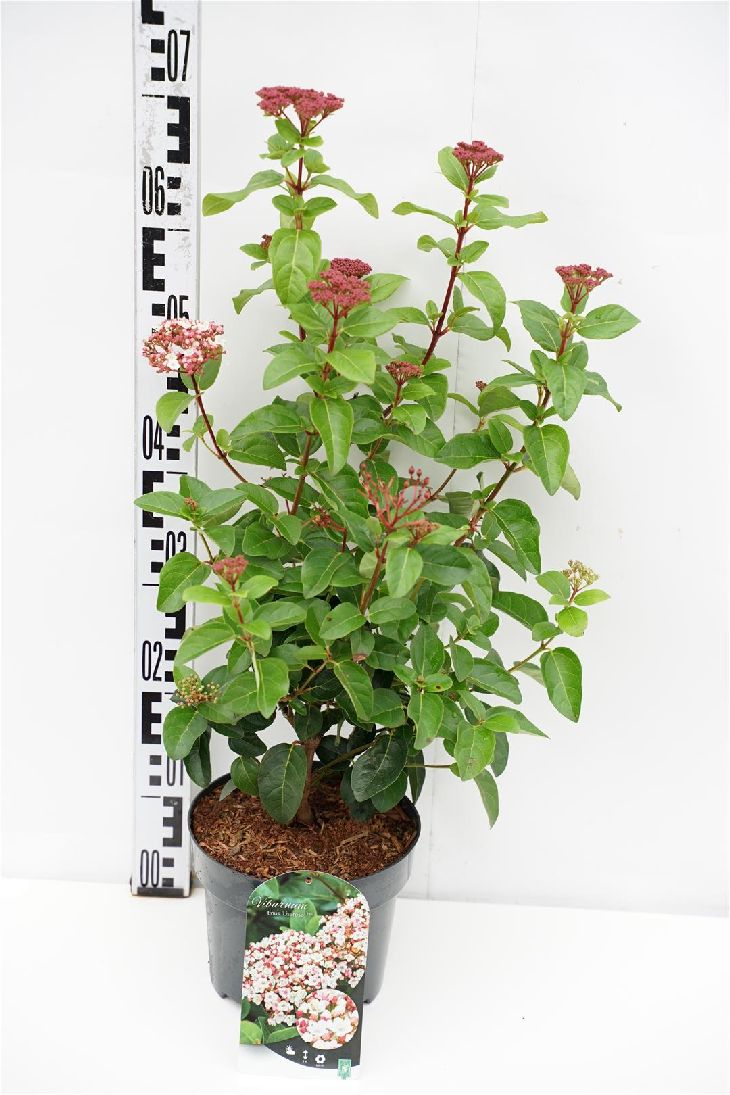 Viburnum tinus &