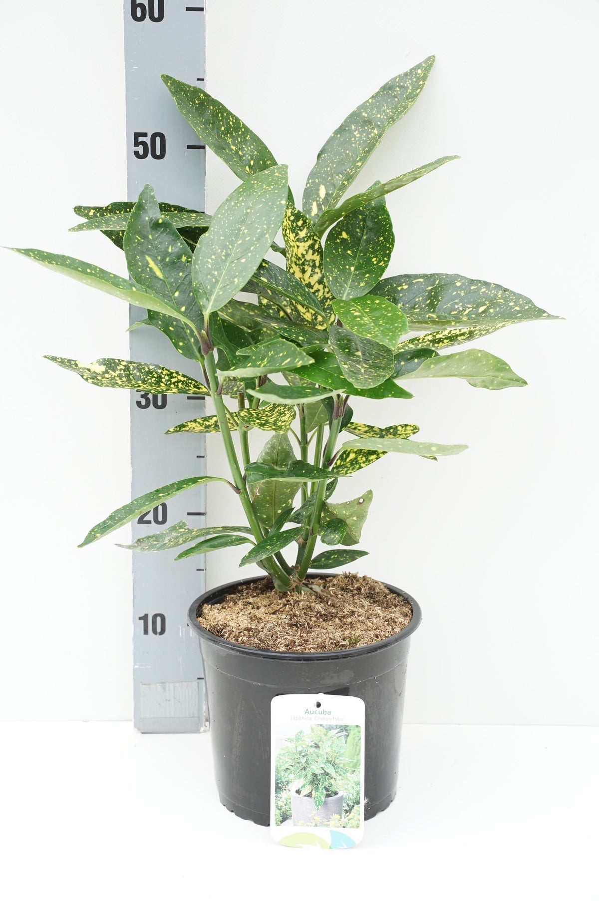Aucuba japonica &