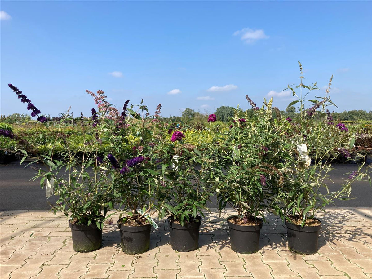 Buddleja davidii &