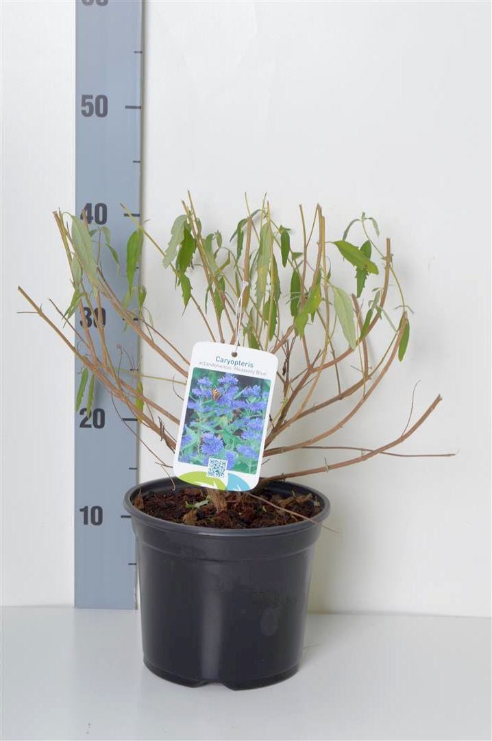 Caryopteris cl. &