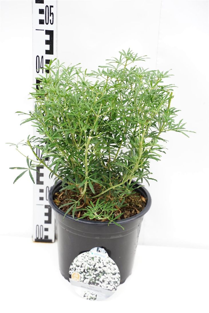 Choisya ternata &