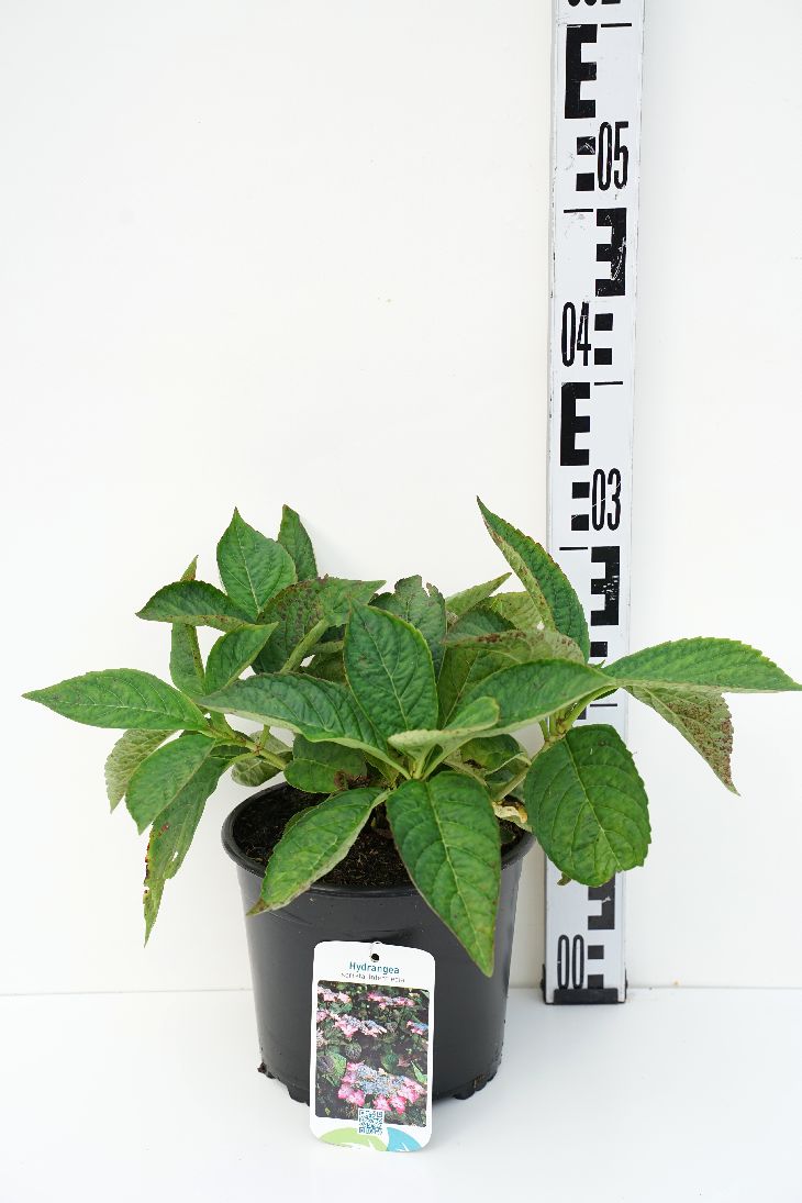 Hydrangea serrata &