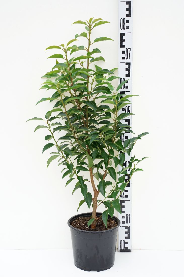 Prunus lusitanica &
