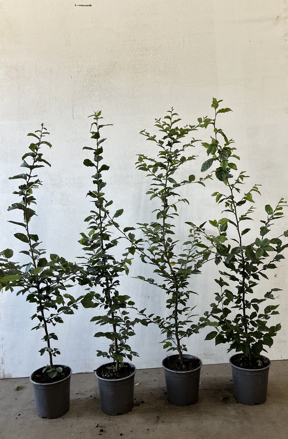 Avenbok - C5 100-125G