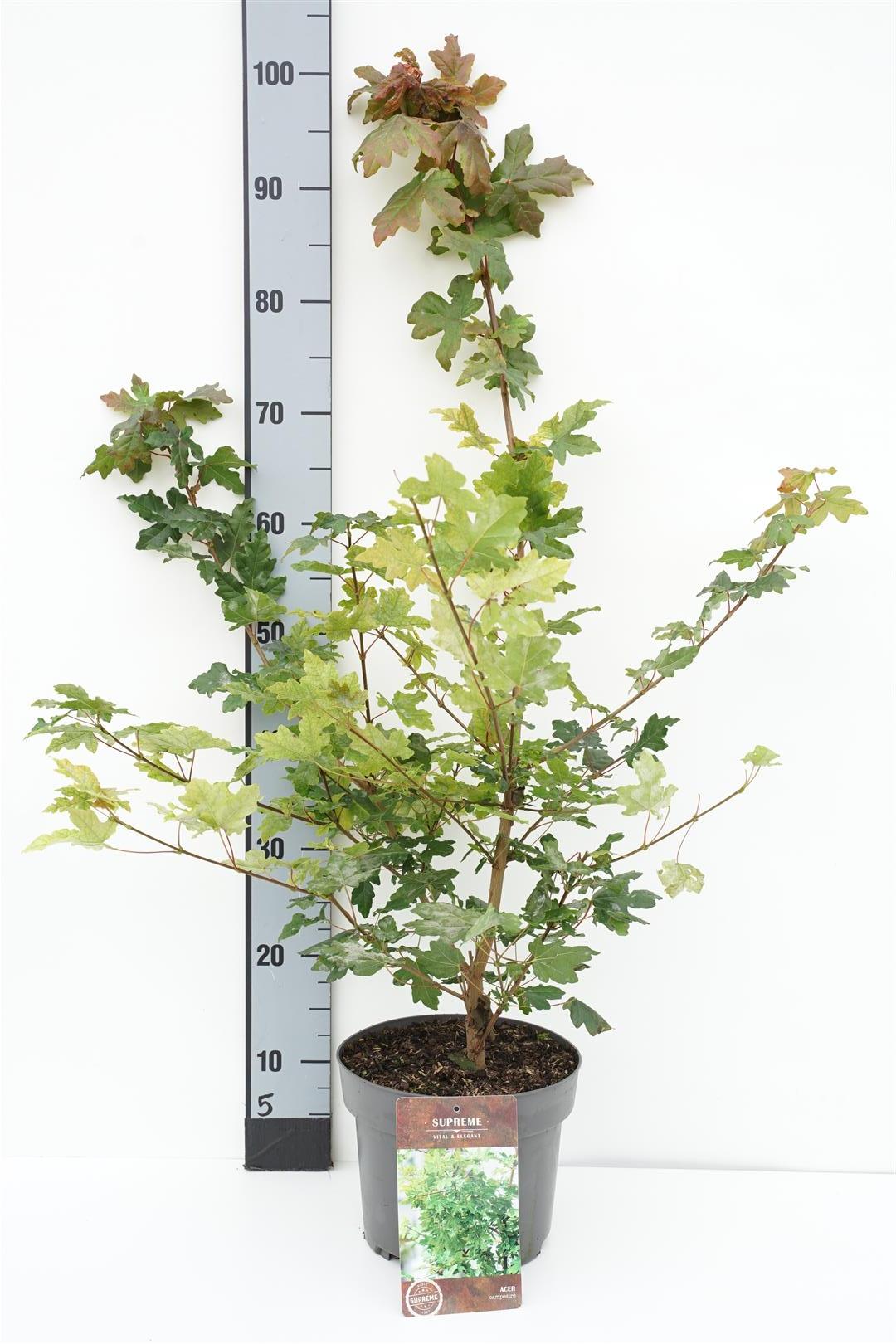 Acer campestre C4 (4 liters kruka) / 21 cm kruka 40–60 cm