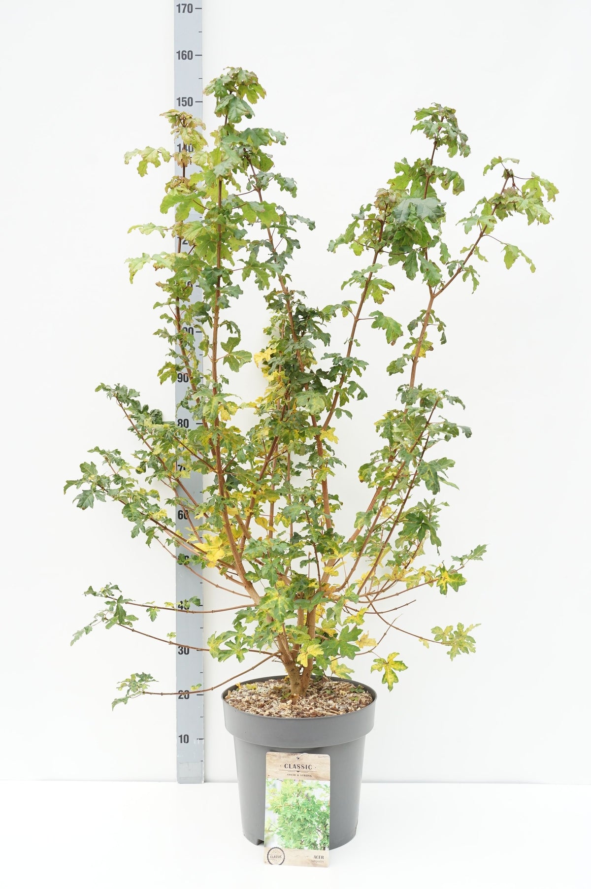Acer campestre C12 (12 liters kruka) 80-100 cm