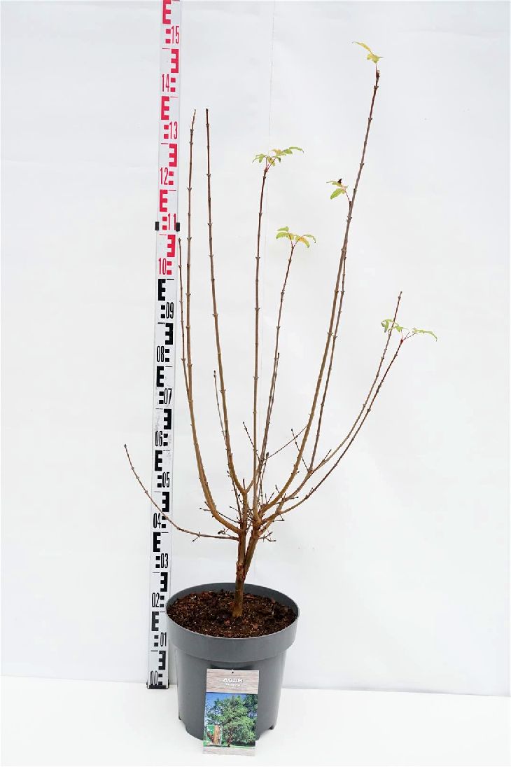 Acer griseum C12 (12 liters kruka) 80-100 cm