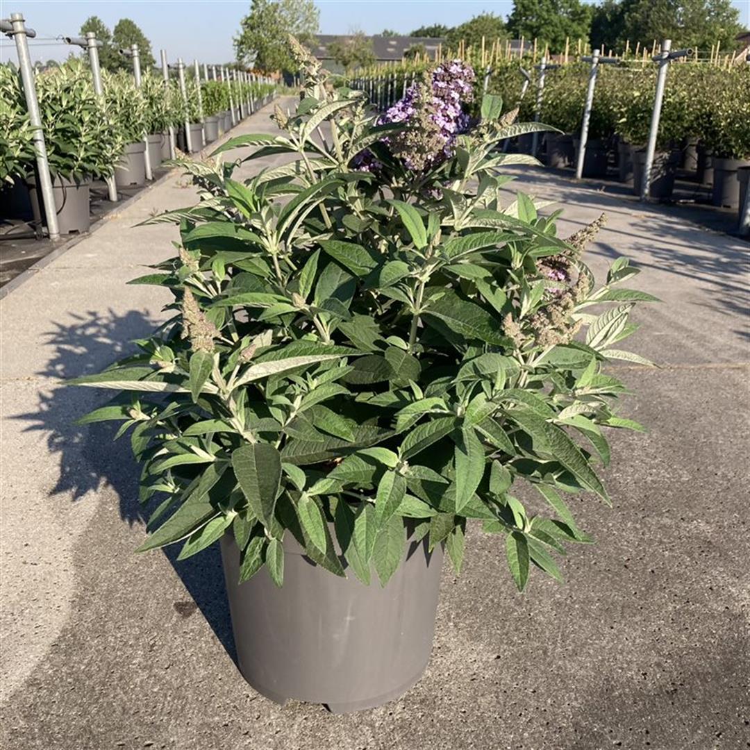 Buddleja d. &