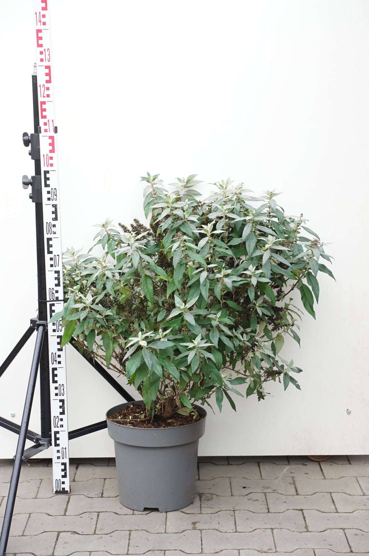 Buddleja d. &