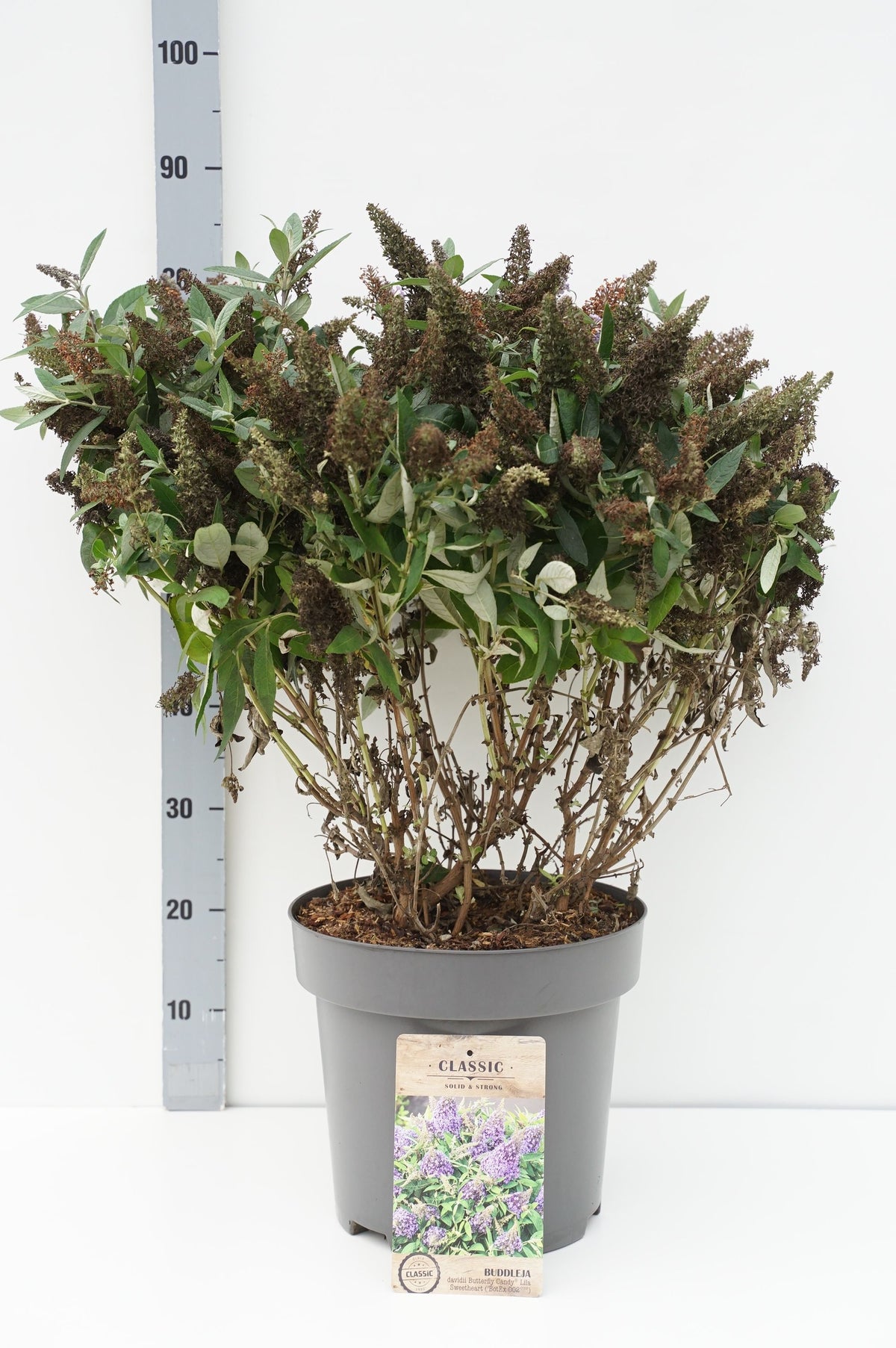 Buddleja d. &