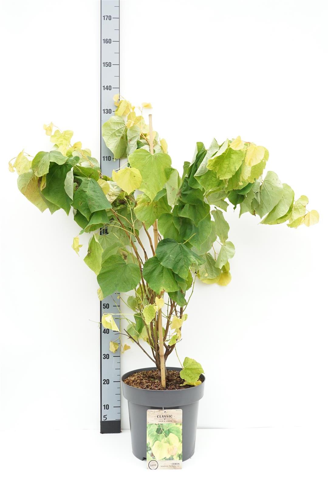 Cercis can. &