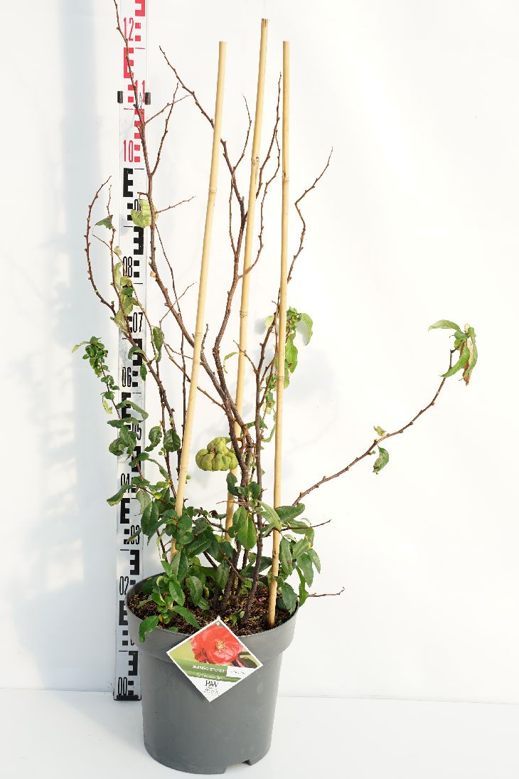 Chaenomeles spec. &