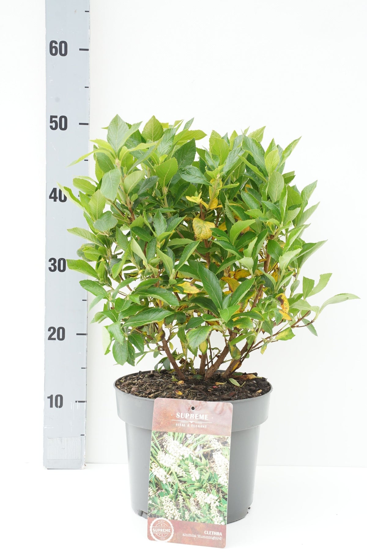 Clethra alnifolia &