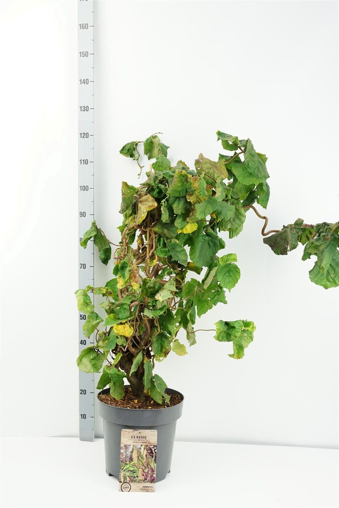 Ormhassel Corylus a. &