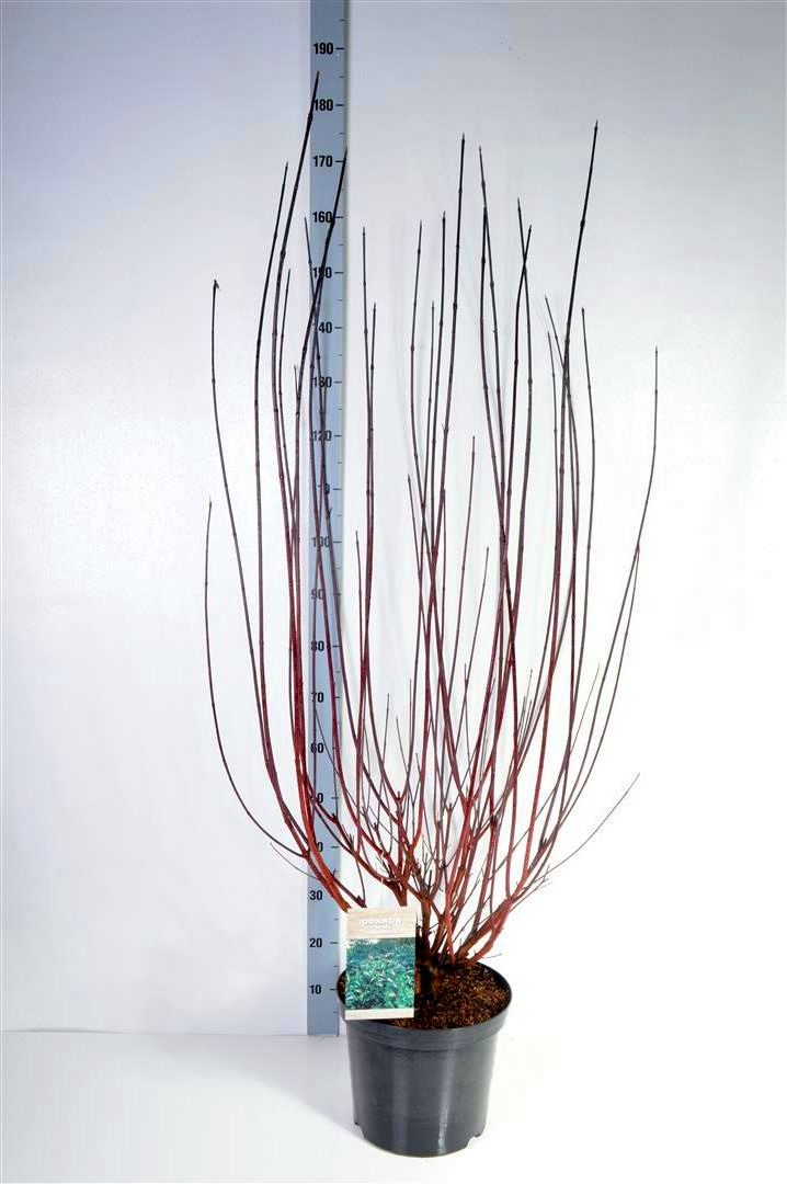 Cornus alba &