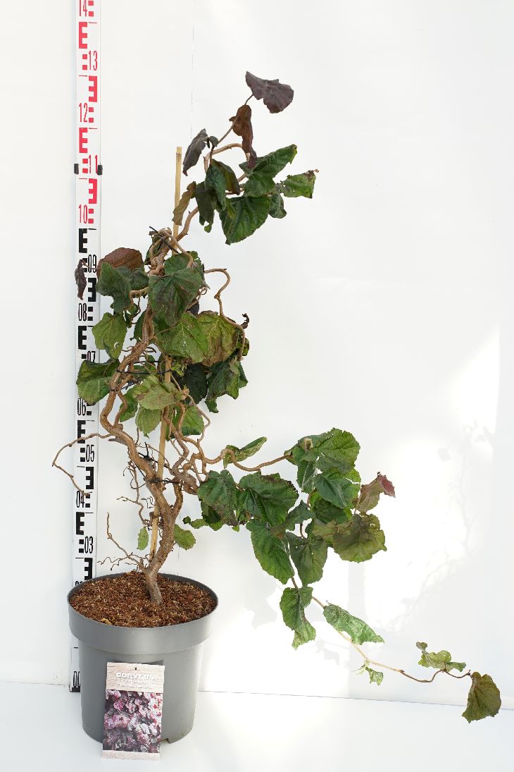 Corylus a. &