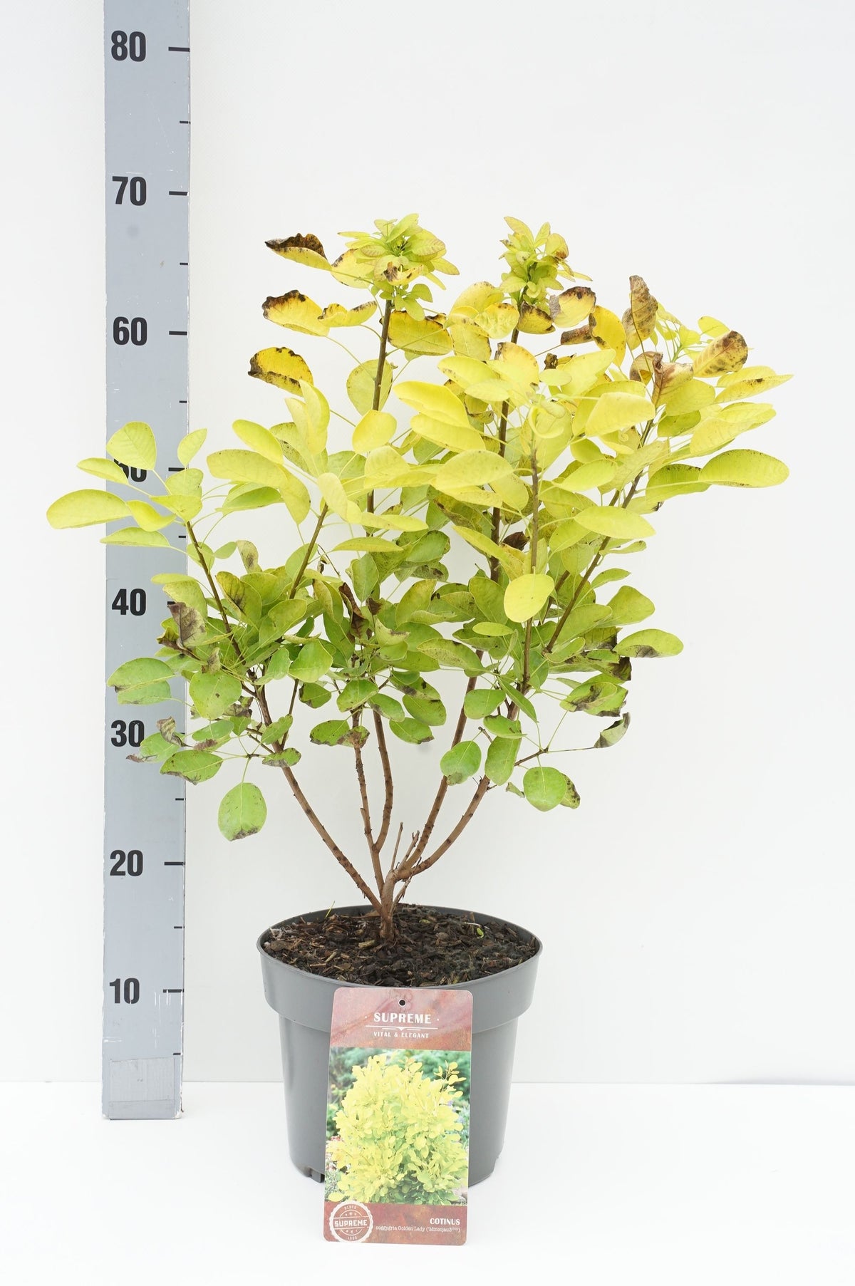 Cotinus cogg. &