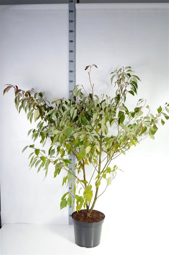 Cornus controversa C12 (12 liters kruka) 125-150 cm