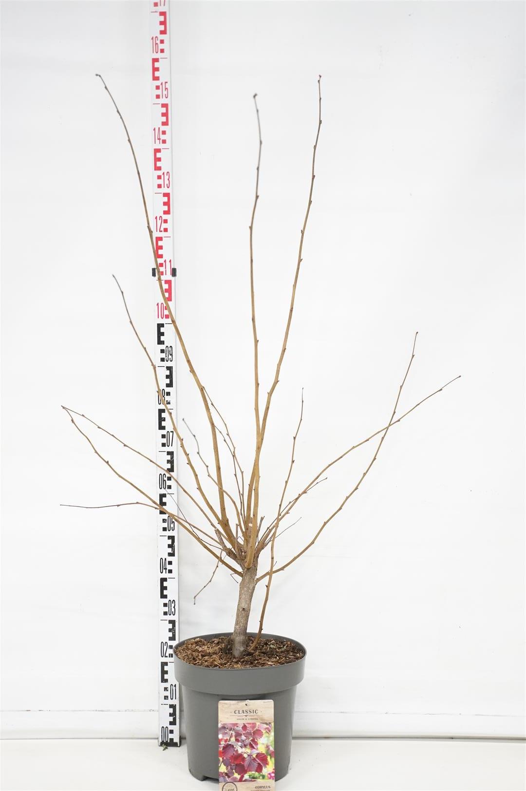 Corylus max. &
