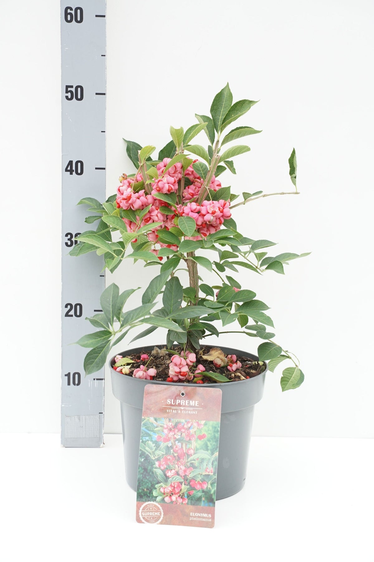 Euonymus phellomanus C4 (4 liters kruka) 30-40 cm