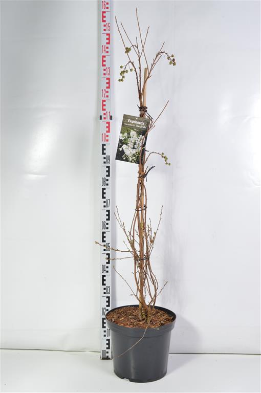 Exochorda macr. &