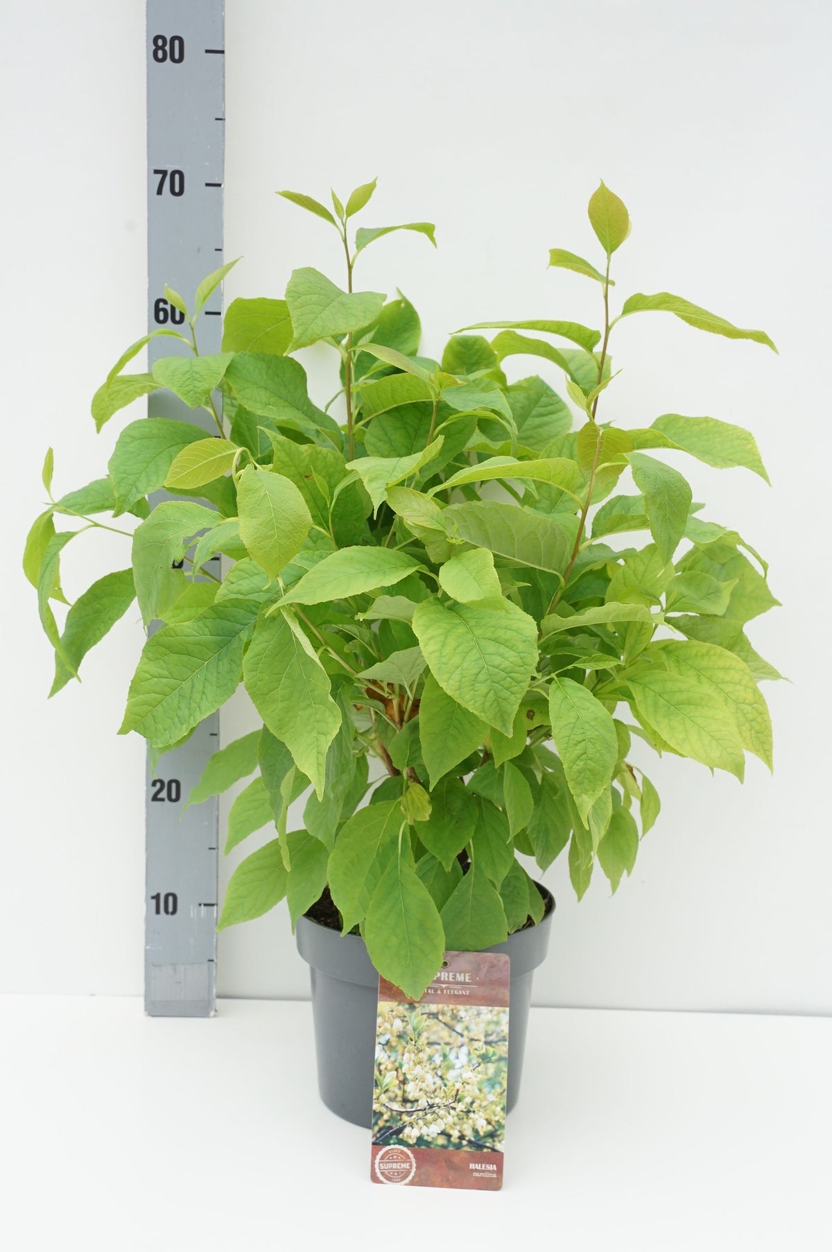 Halesia carolina C4 (4 liters kruka) 40-60 cm