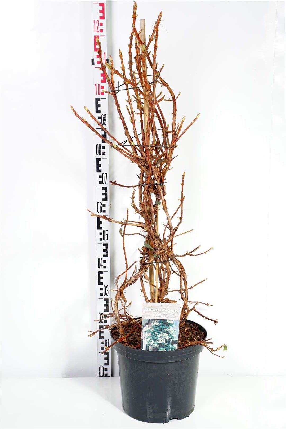Hydrangea anomala petiolaris C12 (12 liters kruka) 80-100 cm