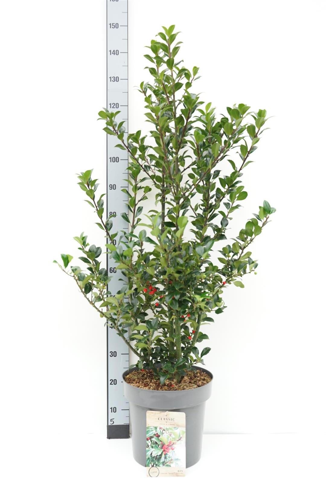 Ilex mes. &