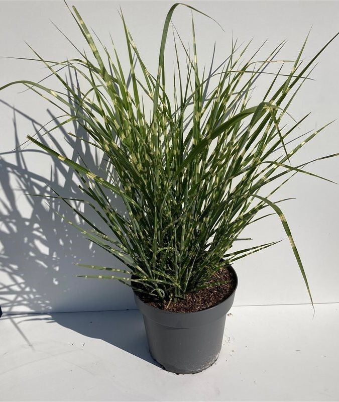 Miscanthus sinensis &