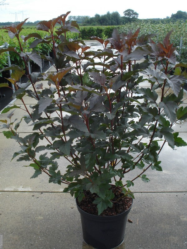 Physocarpus op. &